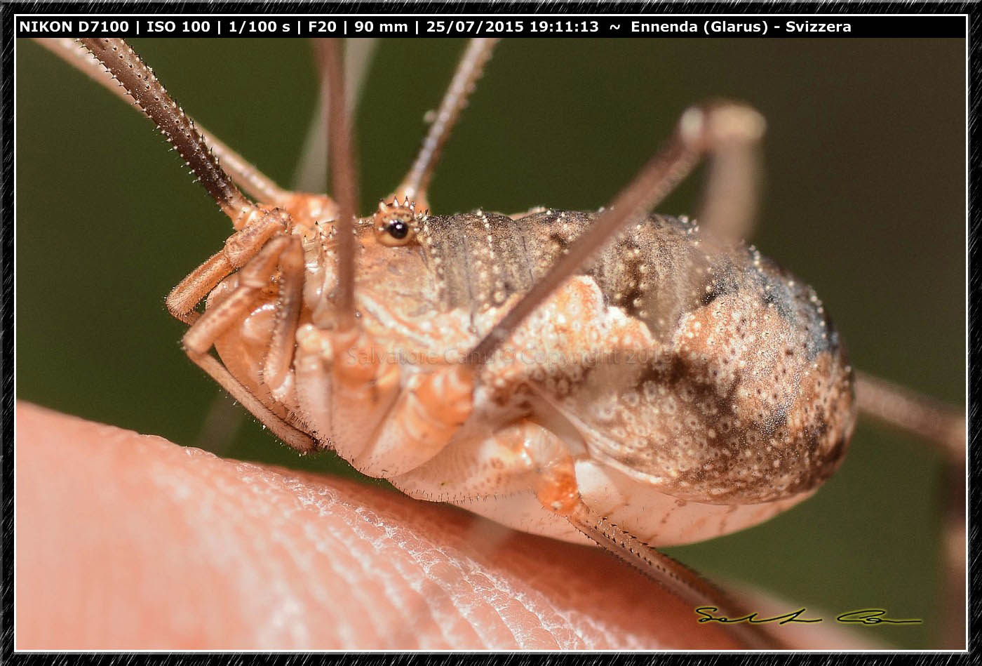 Phalangium cfr. opilio -  Ennenda (Svizzera)